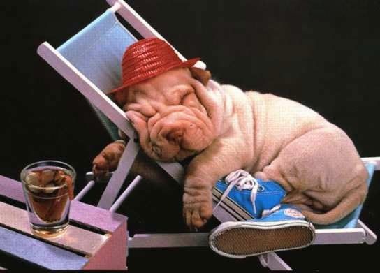 converse chien converse chien